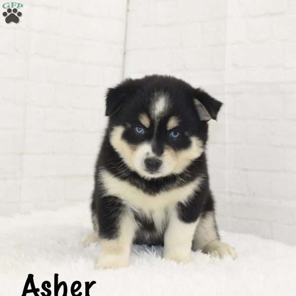 Asher, Pomsky Puppy
