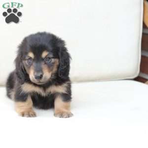Ziggy, Dachshund Puppy