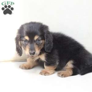 Ziggy, Dachshund Puppy
