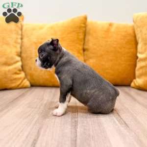 Allison, Boston Terrier Puppy