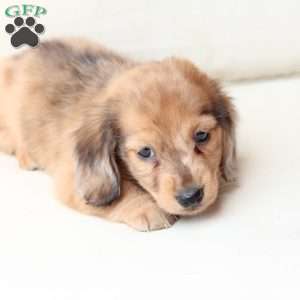 Ozzy, Dachshund Puppy