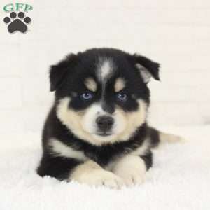 Asher, Pomsky Puppy