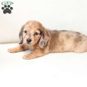Ozzy, Dachshund Puppy
