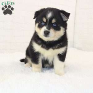 Asher, Pomsky Puppy