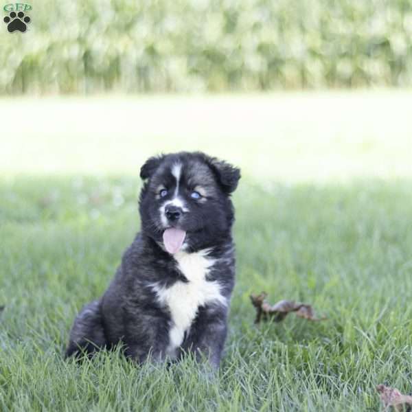 Shelby, Siberian Husky Puppy