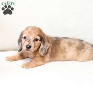 Ozzy, Dachshund Puppy