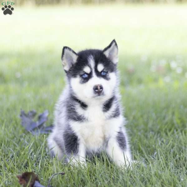 Siena, Siberian Husky Puppy
