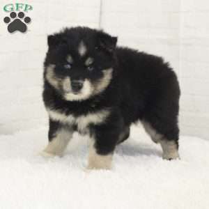 Ace, Pomsky Puppy