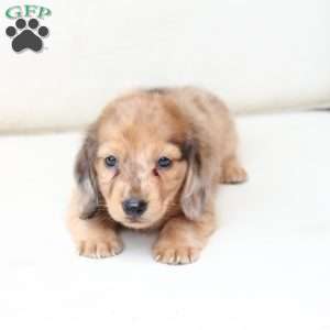 Ozzy, Dachshund Puppy
