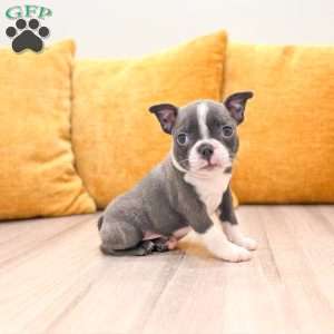 Allison, Boston Terrier Puppy