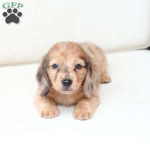 Ozzy, Dachshund Puppy