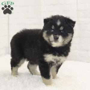 Ace, Pomsky Puppy