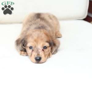 Ozzy, Dachshund Puppy
