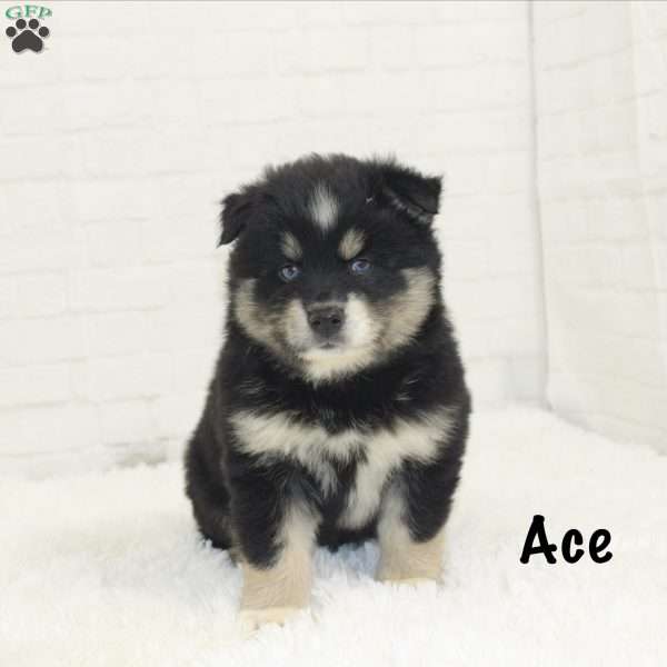 Ace, Pomsky Puppy