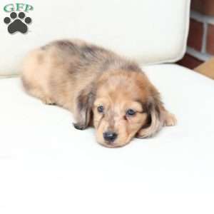 Ozzy, Dachshund Puppy