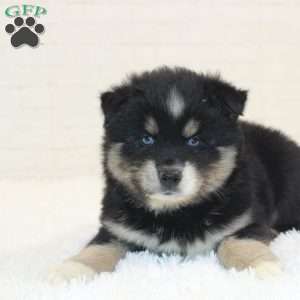 Ace, Pomsky Puppy
