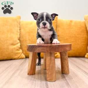 Allison, Boston Terrier Puppy
