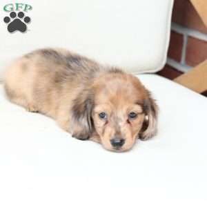 Ozzy, Dachshund Puppy