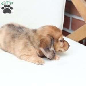 Ozzy, Dachshund Puppy