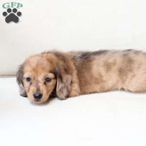 Ozzy, Dachshund Puppy