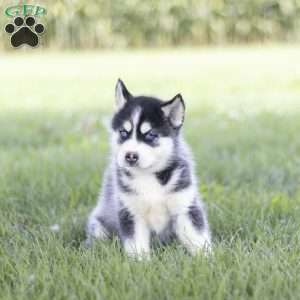 Siena, Siberian Husky Puppy