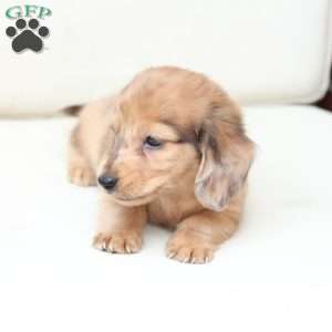 Ozzy, Dachshund Puppy
