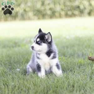 Siena, Siberian Husky Puppy