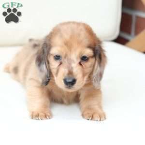 Ozzy, Dachshund Puppy