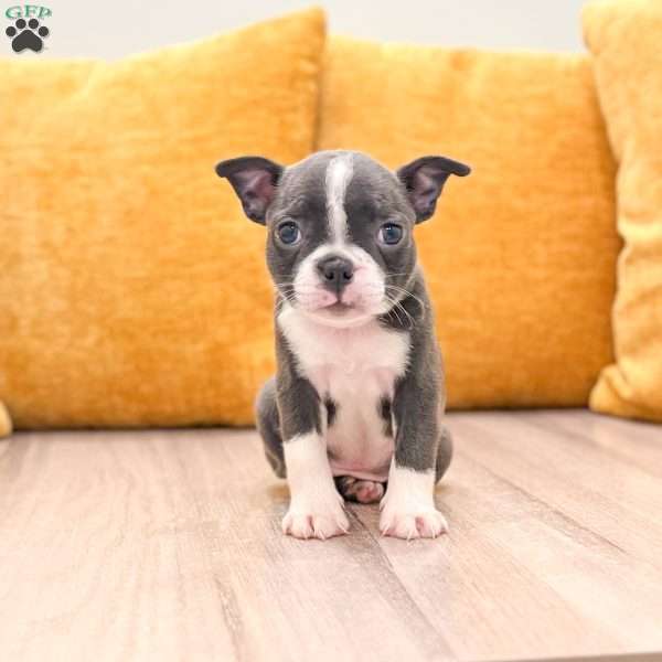 Allison, Boston Terrier Puppy