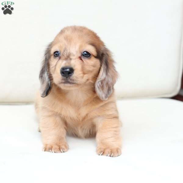 Ozzy, Dachshund Puppy