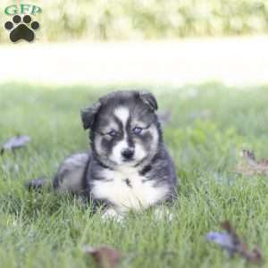 Saxon, Siberian Husky Puppy