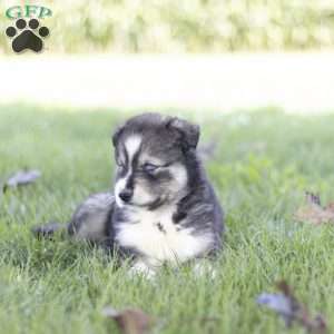 Saxon, Siberian Husky Puppy