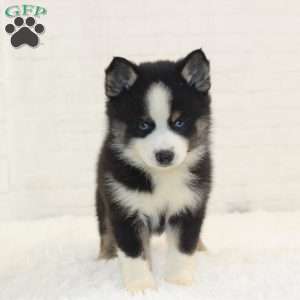 Atlas, Pomsky Puppy