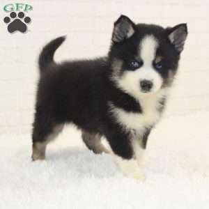 Atlas, Pomsky Puppy