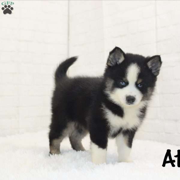 Atlas, Pomsky Puppy