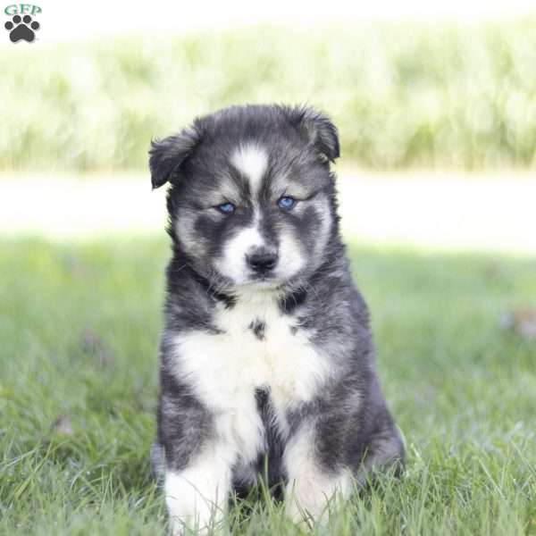Saxon, Siberian Husky Puppy