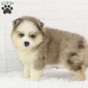 Ashton, Pomsky Puppy