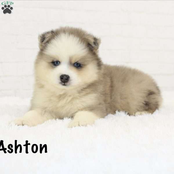 Ashton, Pomsky Puppy