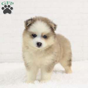 Ashton, Pomsky Puppy