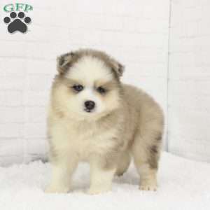 Ashton, Pomsky Puppy
