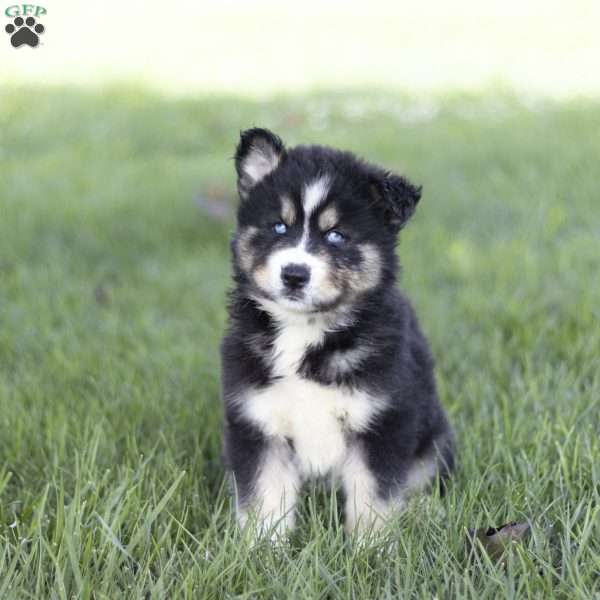 Sarge, Siberian Husky Puppy