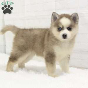 Austin, Pomsky Puppy