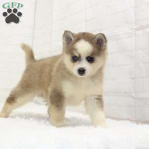 Austin, Pomsky Puppy