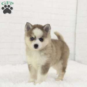 Austin, Pomsky Puppy