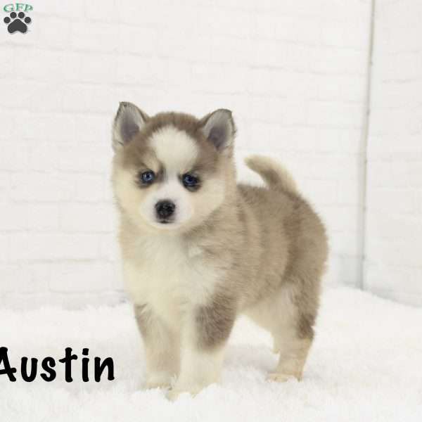 Austin, Pomsky Puppy