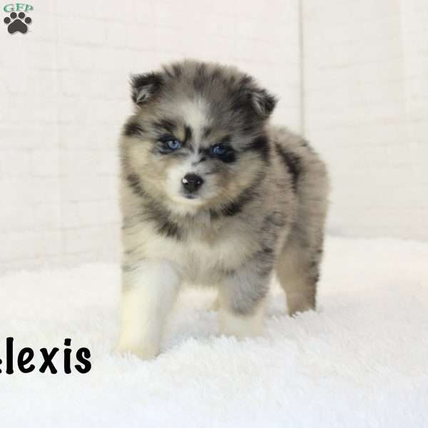 Alexis, Pomsky Puppy
