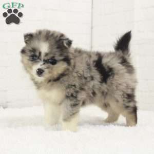Alexis, Pomsky Puppy