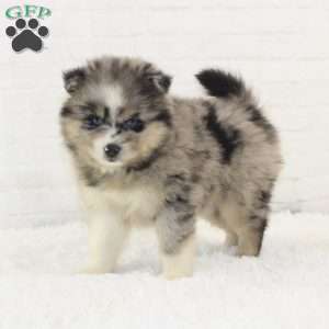 Alexis, Pomsky Puppy