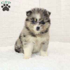Alexis, Pomsky Puppy