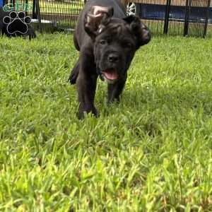 Hiccup, Cane Corso Puppy